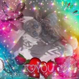 Meet your Posher, Rosie